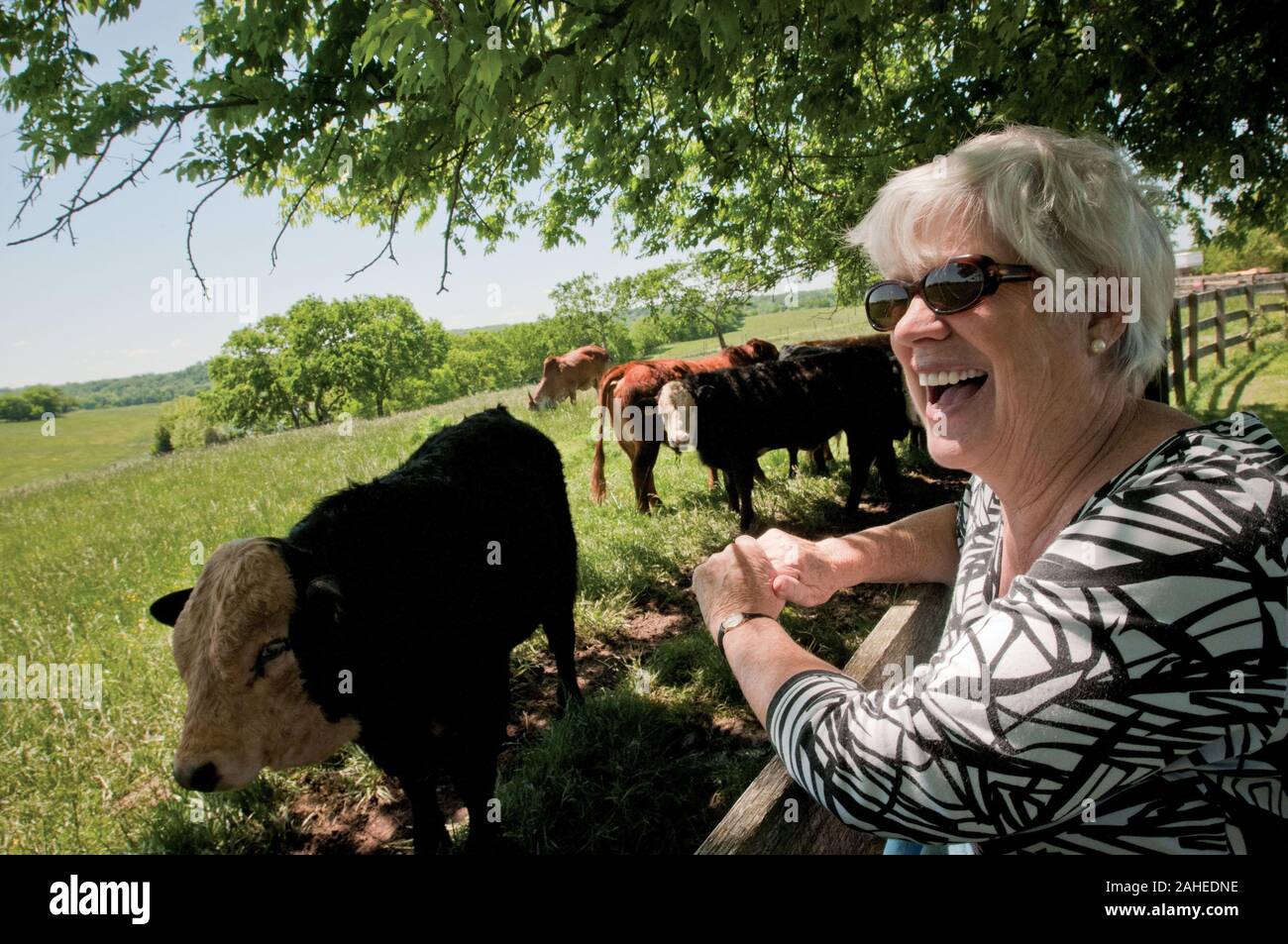 Rossie Fisher, co-propriétaire de la ferme Brookview le 5 mai 2011 à Manakin-Sabot, VA, aime être un éleveur qui fournit du boeuf à ligne de chute de fermes d'une coopérative alimentaire locale dans la région de Richmond, VA, qui offre une grande variété d'aliments de base et des articles spécialisés sur un inventaire des fruits, légumes, viandes, savons, oeufs, fromages, fleurs, miel, pâtes, sauces, sirops, produits de boulangerie, de champignons, de farine et de grains. Poste fournisseurs ce qu'ils ont sur une alimentation locale Lulus liste en ligne et les clients (qui paient des cotisations syndicales saisonniers) peuvent faire leur sélection. Puis tous les jeudis jusqu'à l'équipe de fournisseurs Banque D'Images