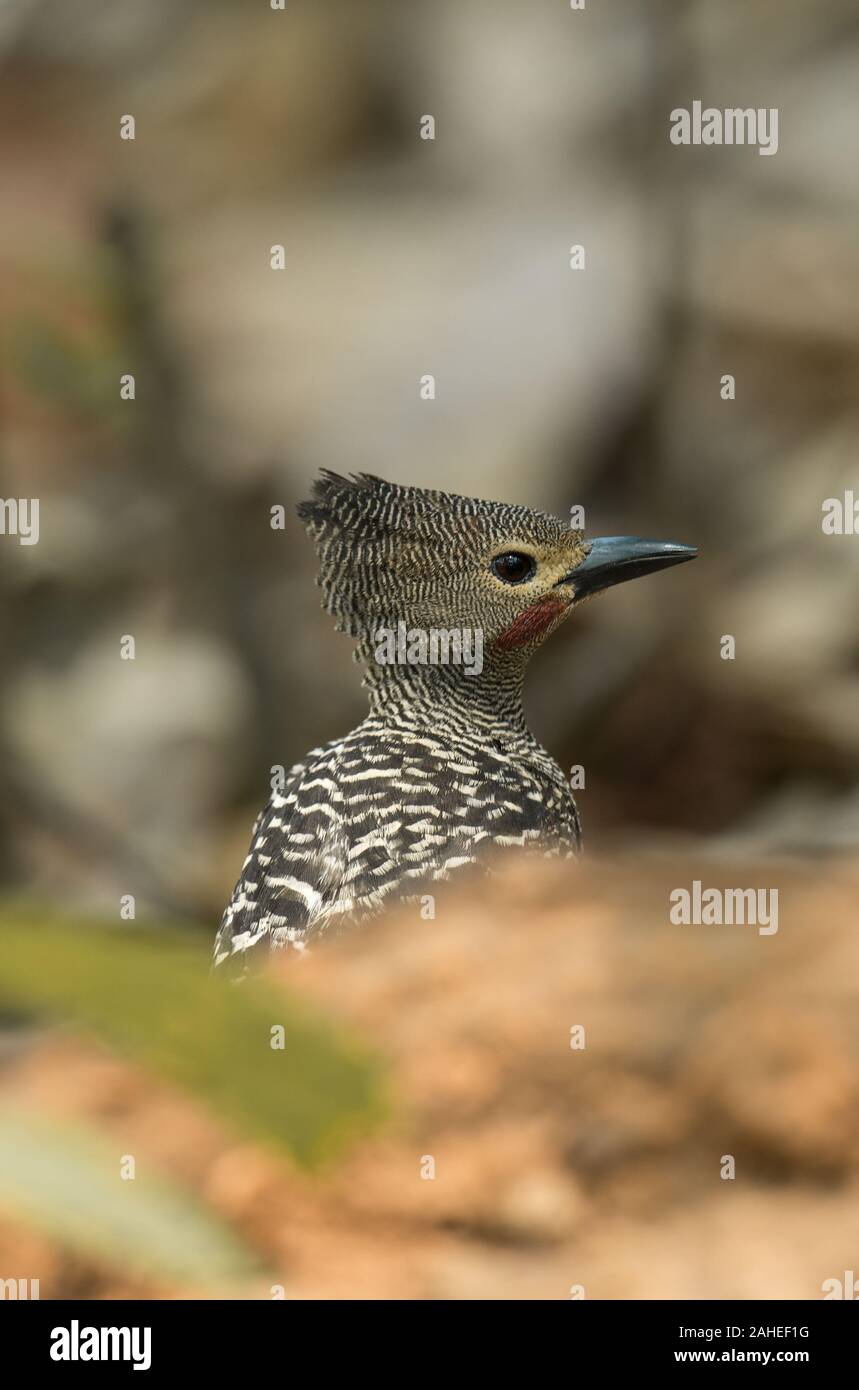 Le pic à croupion chamois (Meiglyptes grammithorax) est une espèce de passereau de la famille des Picidae. C'est en Thaïlande, en Malaisie et à Bornéo. Sa natur Banque D'Images
