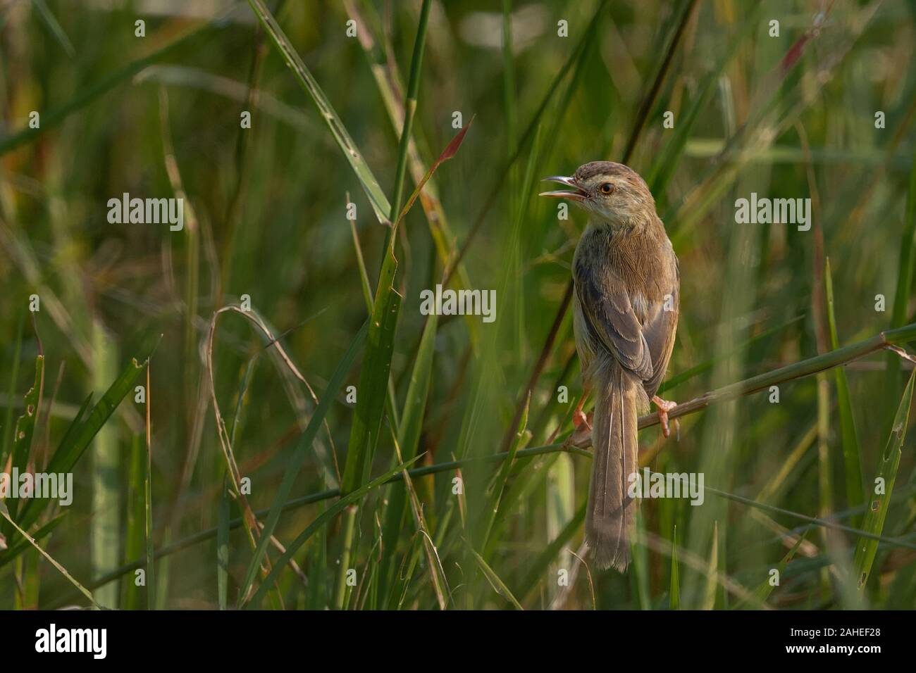 La plain Prinia (prinia inornata), également connu sous le nom de la plaine wren-orangée ou white-browed wren-orangée, est une petite espèce southeas cisticolid dans Banque D'Images