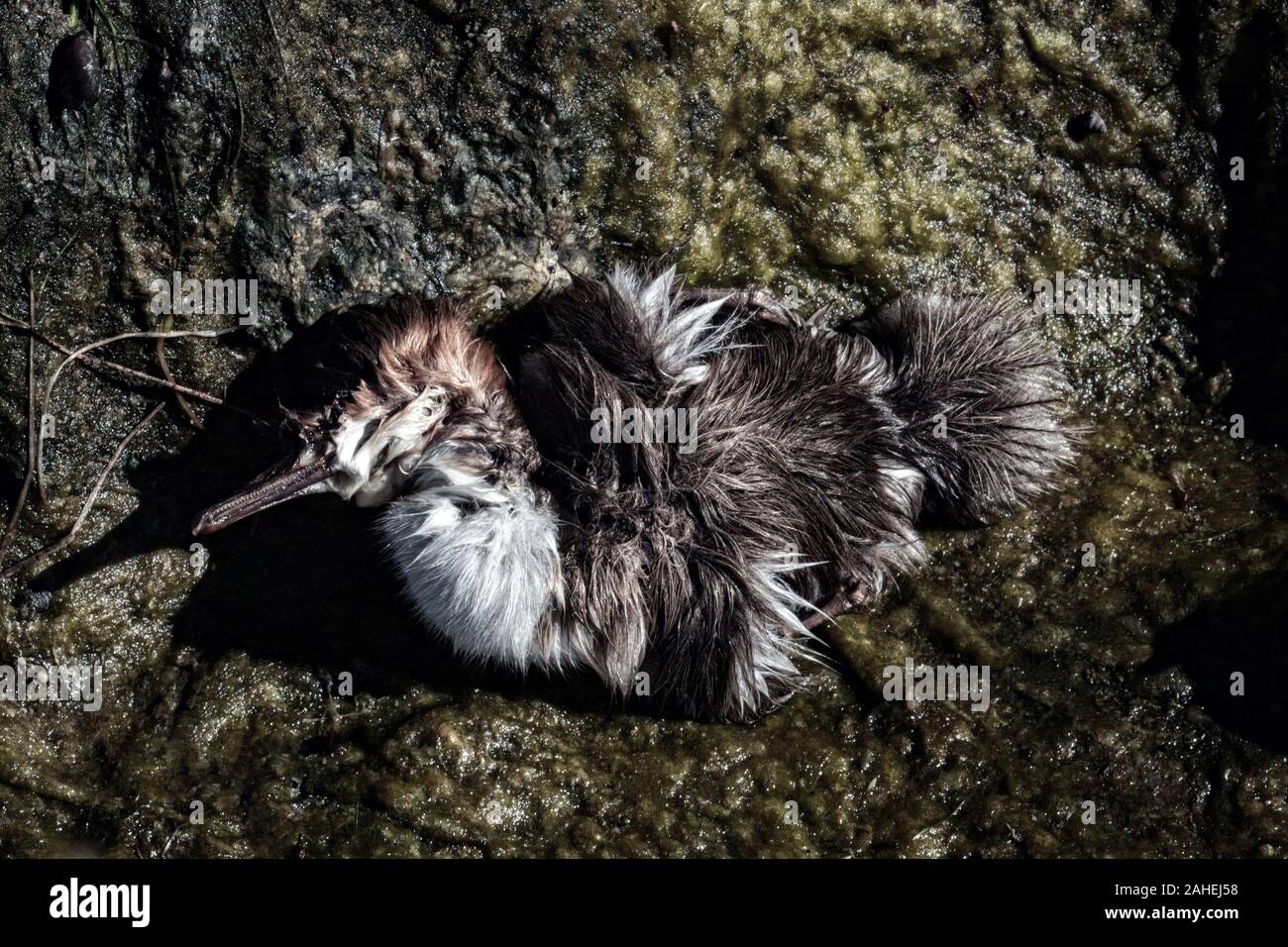 Le petit canard, canards harle birdy perdu. Peut-être que chick est mort à cause de la pollution de l'eau, l'empoisonnement d'animaux Banque D'Images