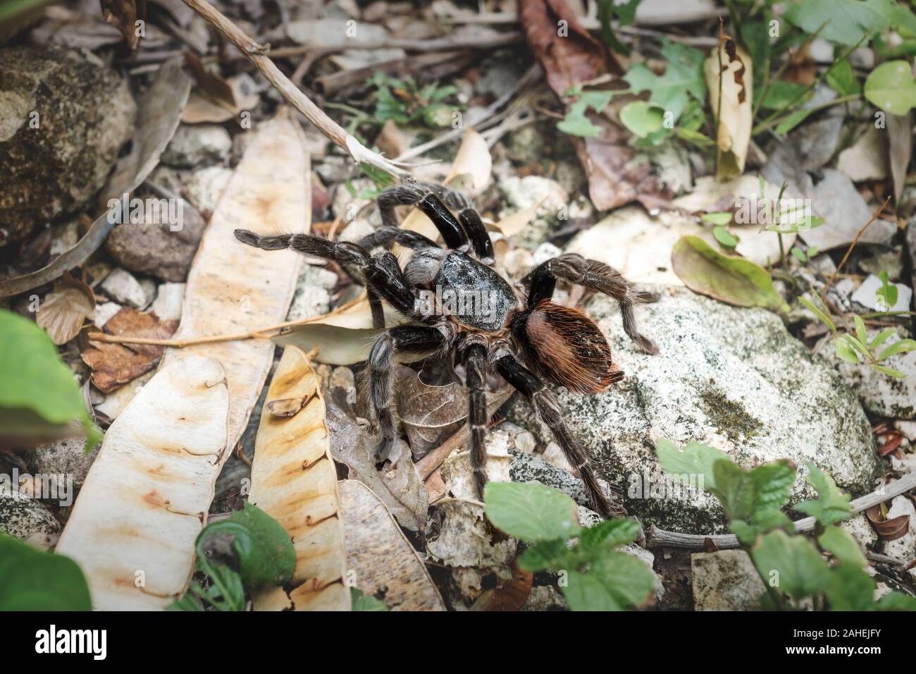 Tarantula spider avec orange poilu retour sur le sol avec des feuilles, Peten, Guatemala Banque D'Images