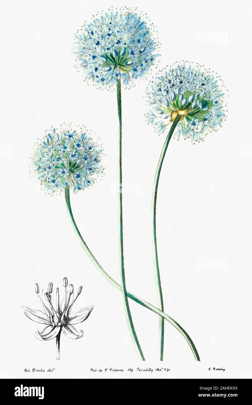 Poireau bleu de Edwards's Botanical Register (1829-1847) par Sydenham Edwards, John Lindley, et James Ridgway. L'original dans le patrimoine de la biodiversité Banque D'Images