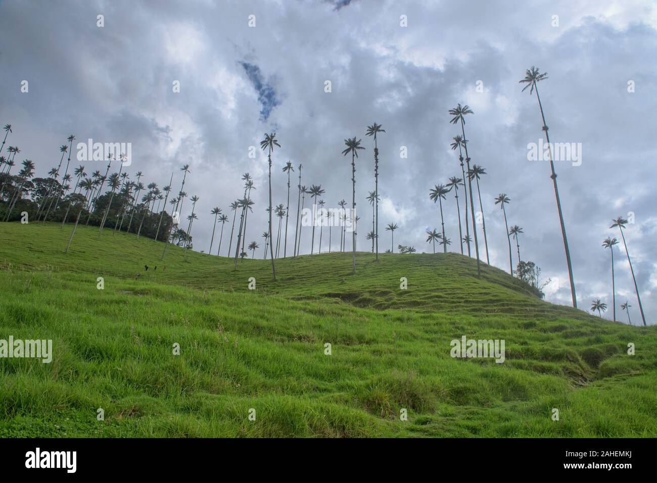 palms-ceroxylon-quindiuense-cire-les-plus-hauts-palmiers-dans-le