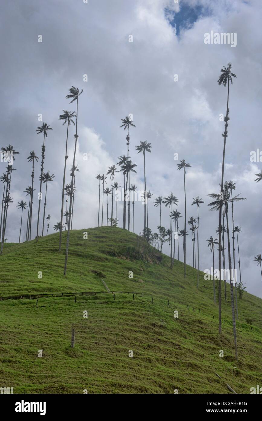 Palms (Ceroxylon quindiuense cire), les plus hauts palmiers dans le monde, la vallée de Cocora, Salento, Colombie Banque D'Images