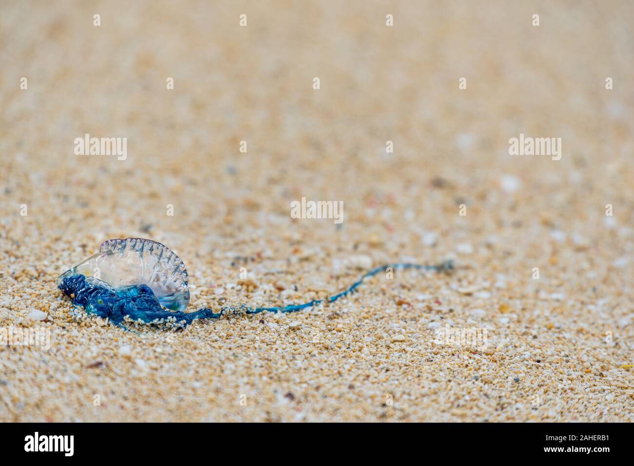 Bluebottle Jellyfish Banque D Image Et Photos Alamy