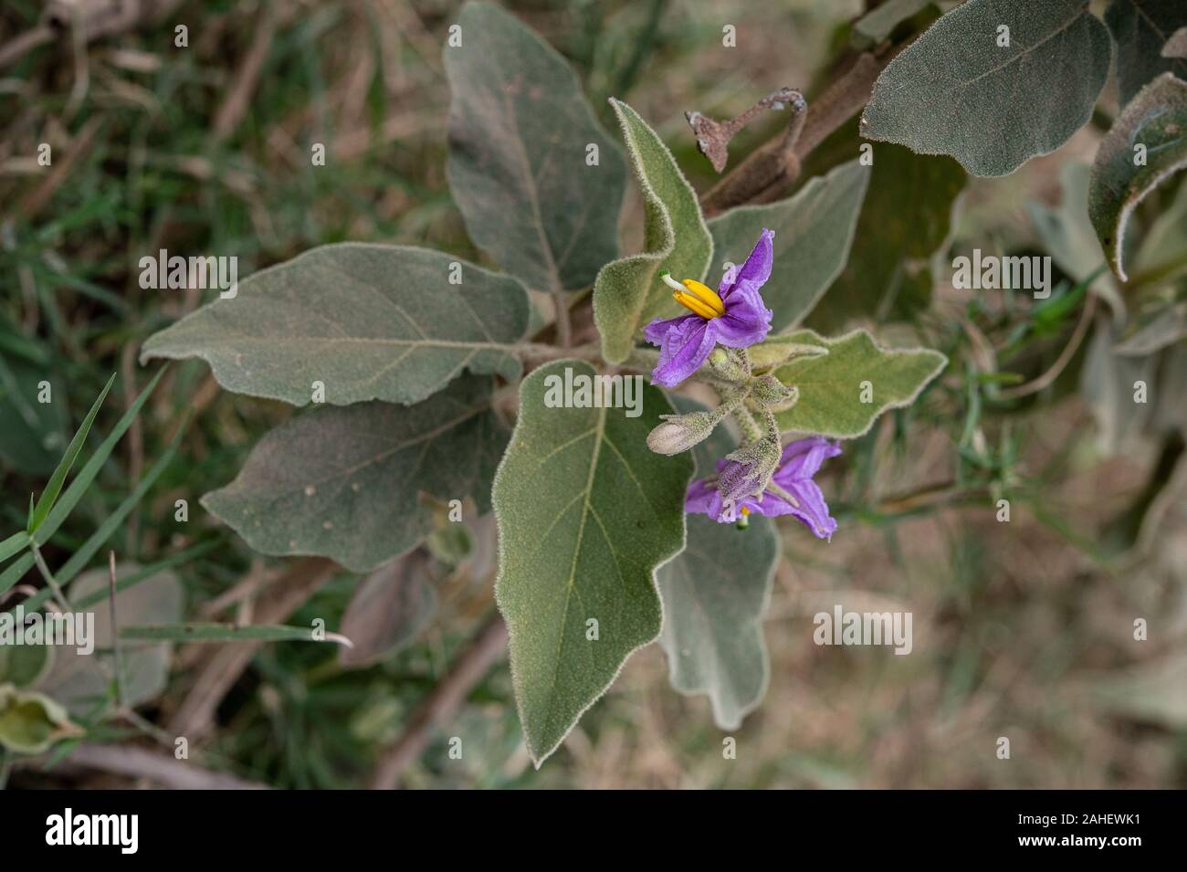 Fleurs de Solanum incanum, Solanaceae, Ngorongoro Conservation Area, Tanzania, Africa Banque D'Images