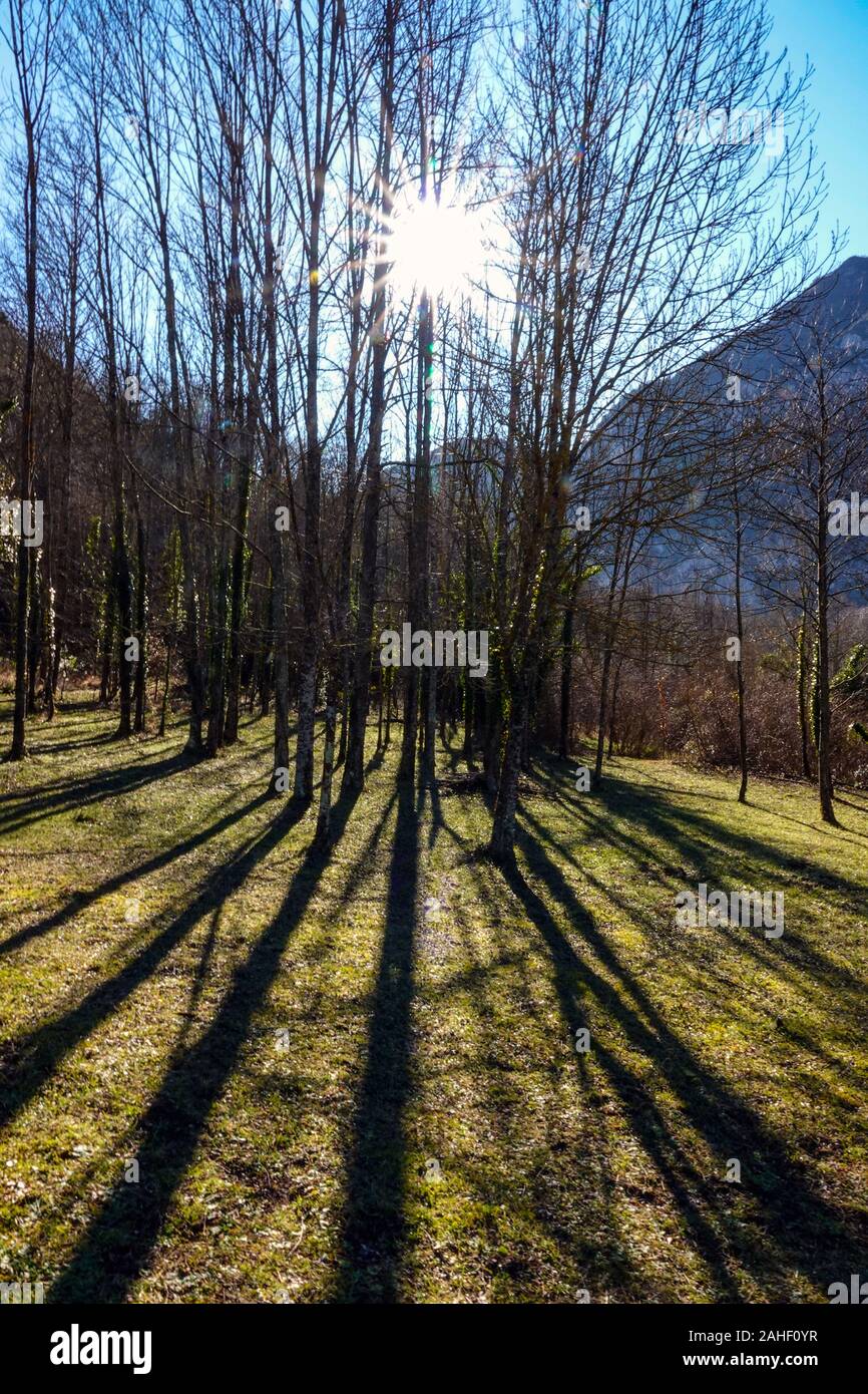 Sun shining through Starburst arbres d'hiver, l'Ariège, Pyrénées, France Banque D'Images