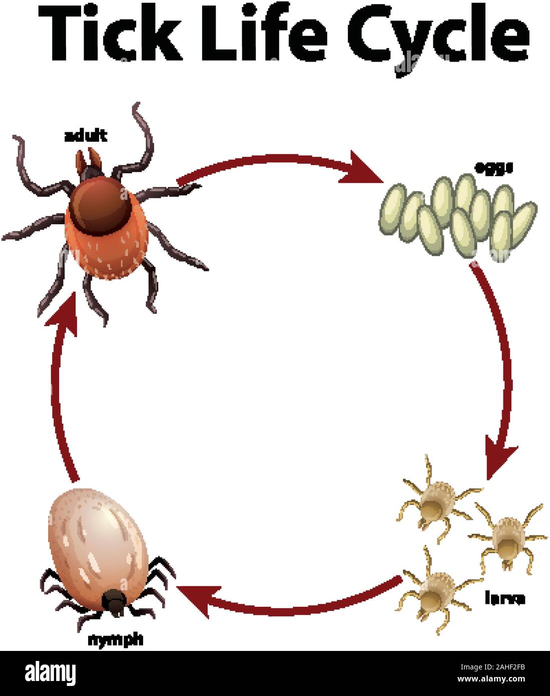 Schéma de l'illustration du cycle de vie de tick Illustration de Vecteur