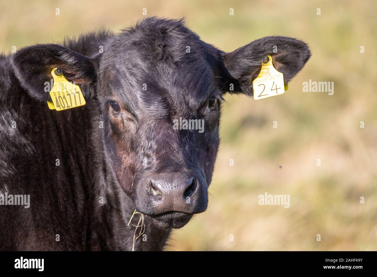 Face d'une vache Aberdeen Angus dans un champ au Royaume-Uni Banque D'Images