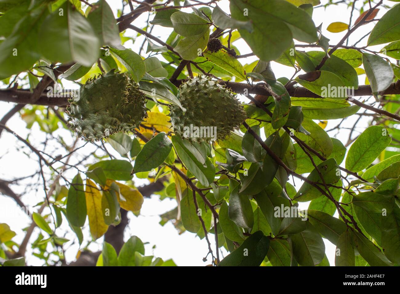 Fresh Guanabana, Annona muricata, Annonaceae, Mto Wa Mbu, Tanzania, Africa Banque D'Images