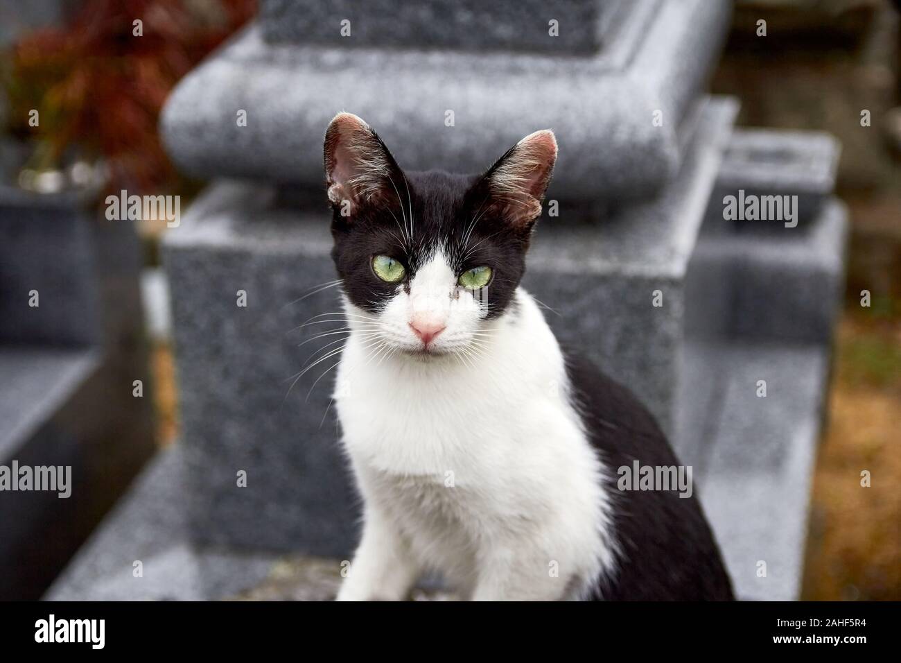 Feral, chaton noir et blanc, dans un cimetière japonais Banque D'Images