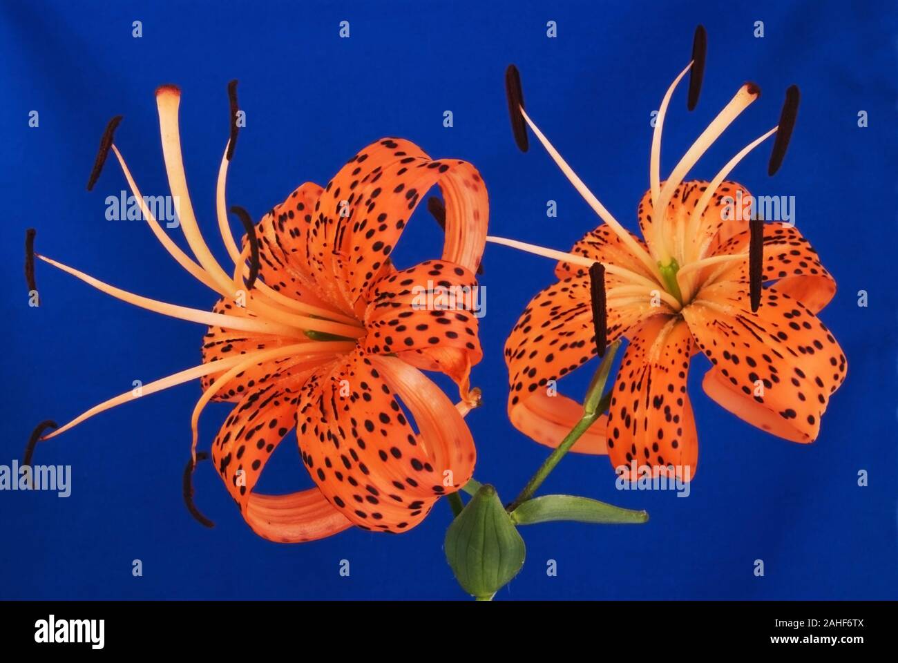 Deux Turcs Cap Lily fleurs sur un fond texturé bleu. AKA Lilium superbum, turban, swamp lily lily, lily royal, ou American Tiger Lily. Banque D'Images