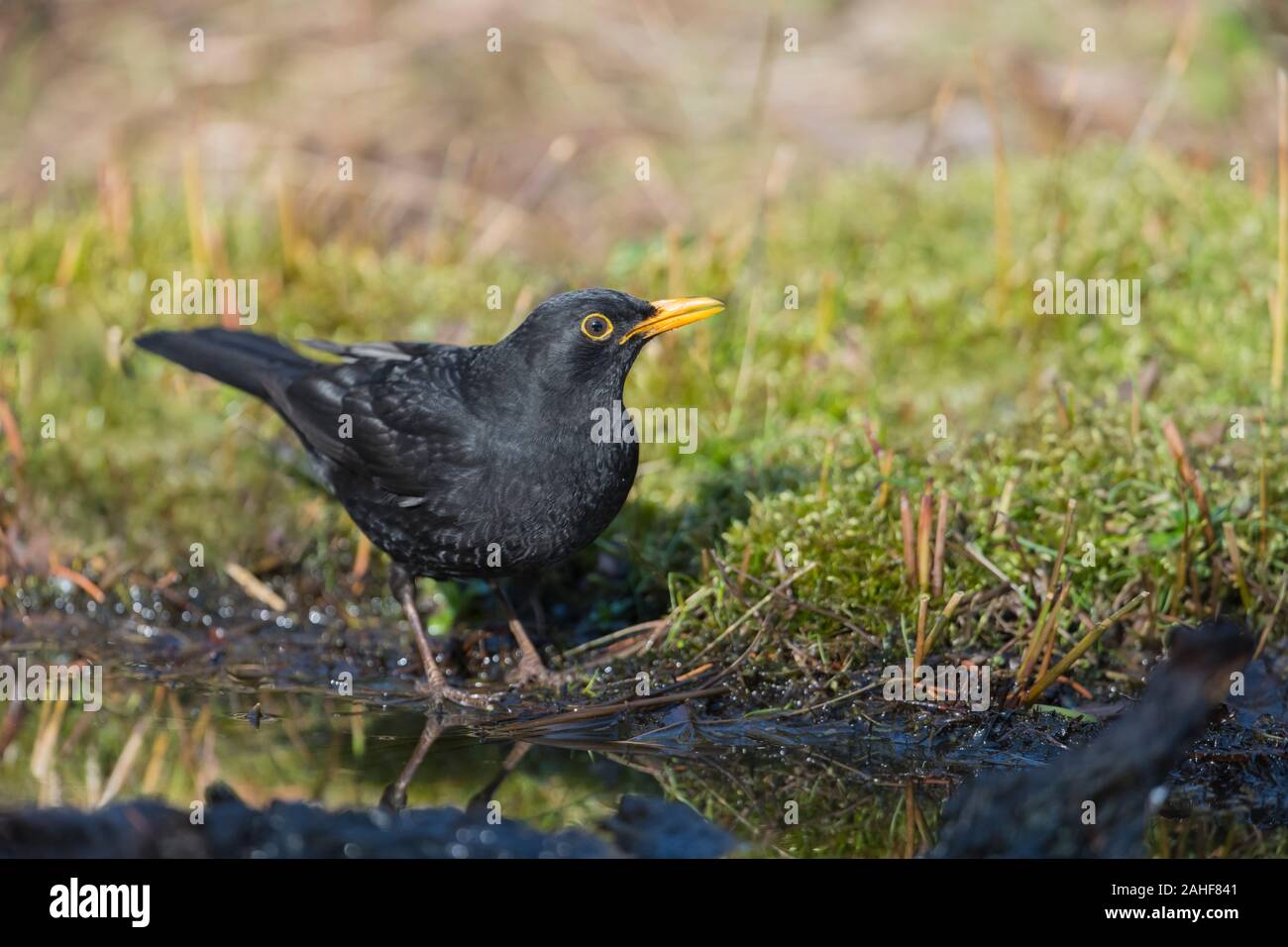 Amsel Maennchen, Turdus merula Blackbird mâle, Banque D'Images