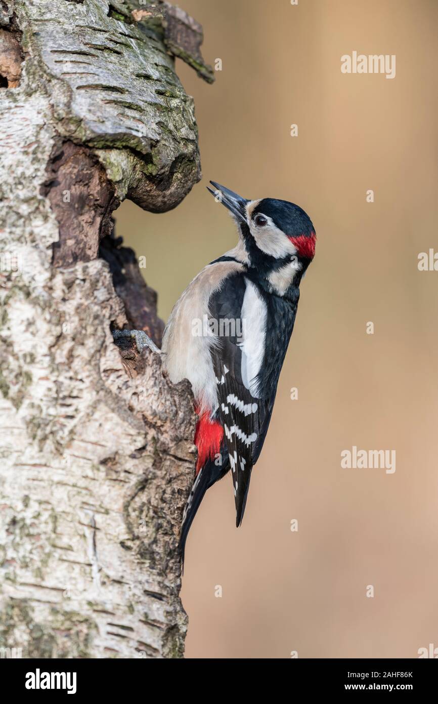 Buntspecht Maennchen, Dendrocopos major pic épeiche mâle, Banque D'Images