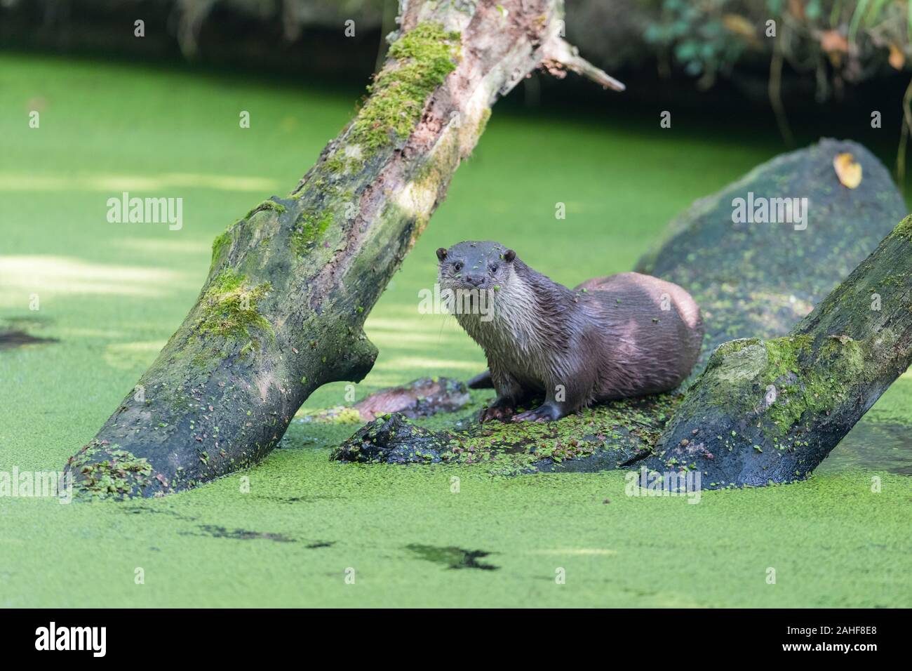 Europaeischer Fischotter, Lutra lutra, loutre d'Europe Banque D'Images