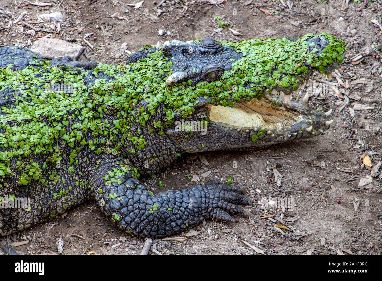 Crocodile couché sur la rive avec bouche ouverte et couverte de feuilles vertes de marais. Banque D'Images