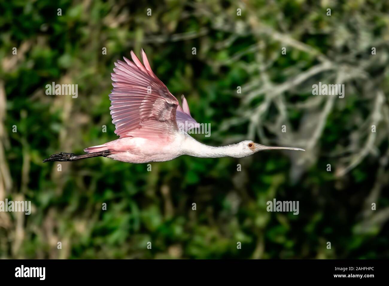 La Spatule blanche vole en Floride, USA Banque D'Images
