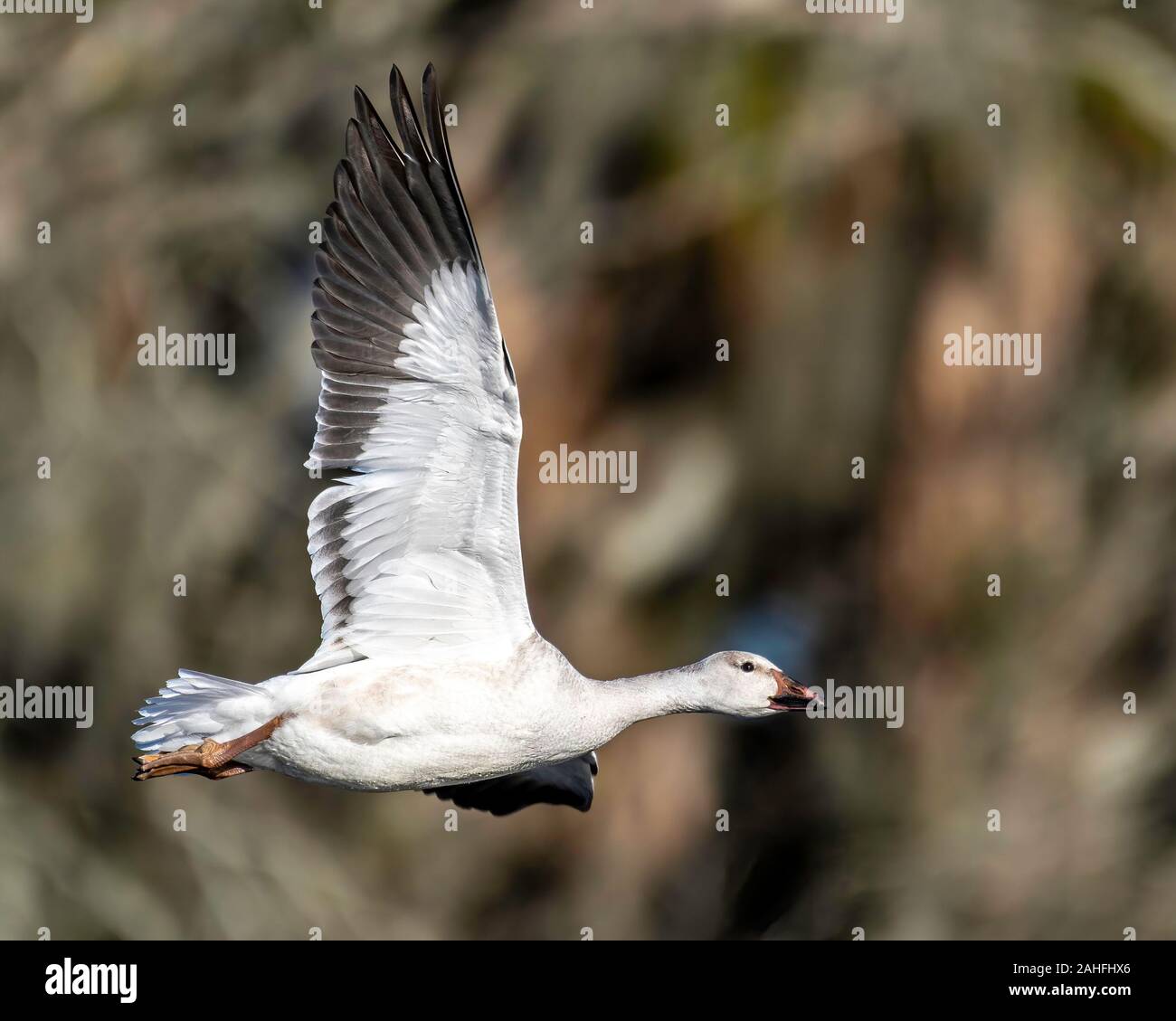 Oie des neiges qui était rare dans le centre de la Floride Banque D'Images