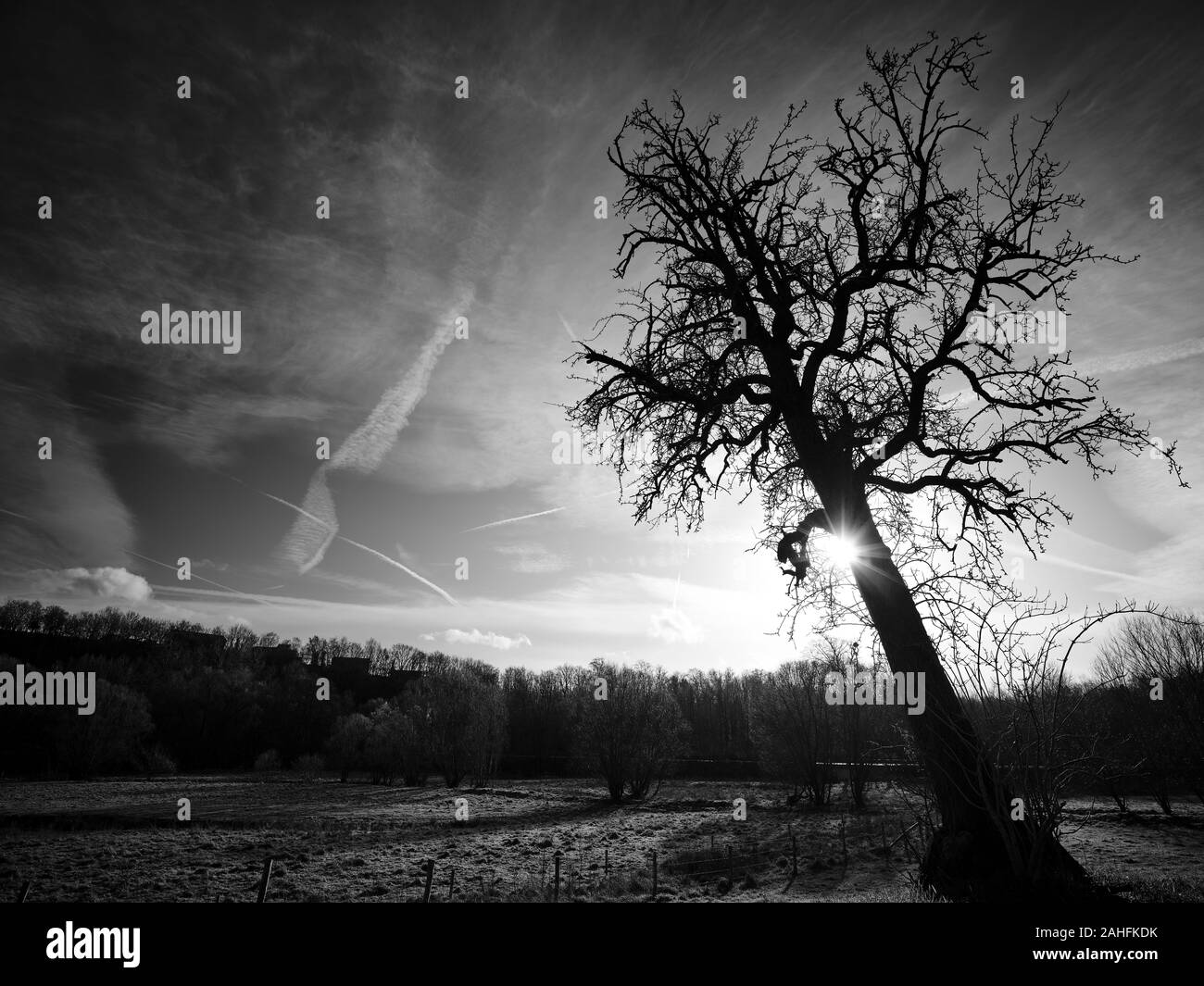 Cherrytree sans feuilles automne sur une prairie en face d'une nature sauvage et ciel ensoleillé couvert de trainées Banque D'Images