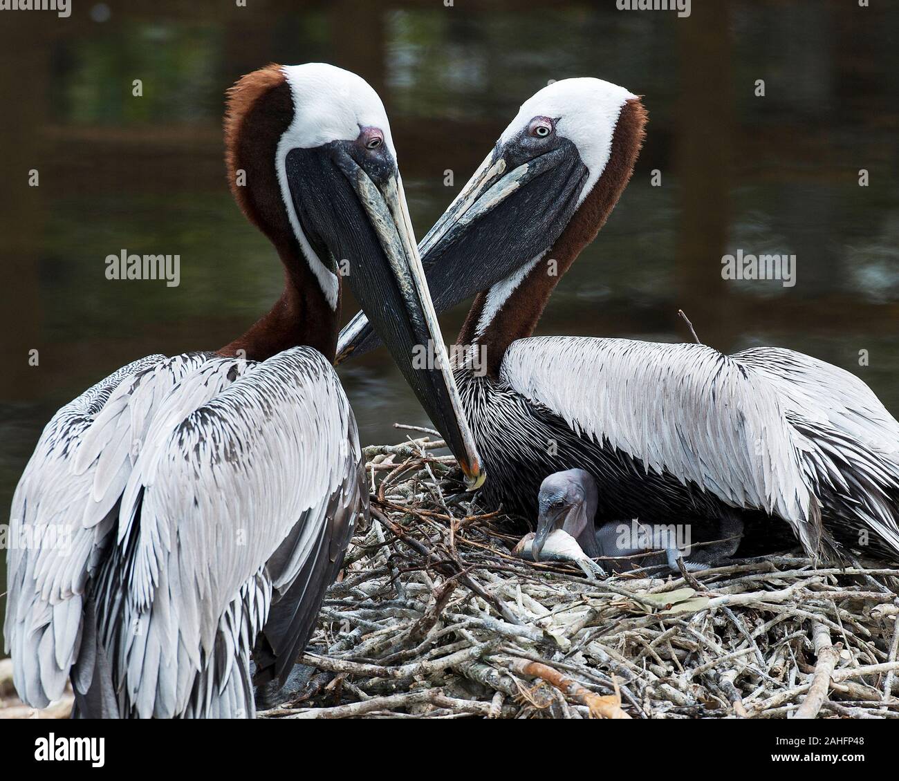 Pelican Bebe Banque D Image Et Photos Alamy