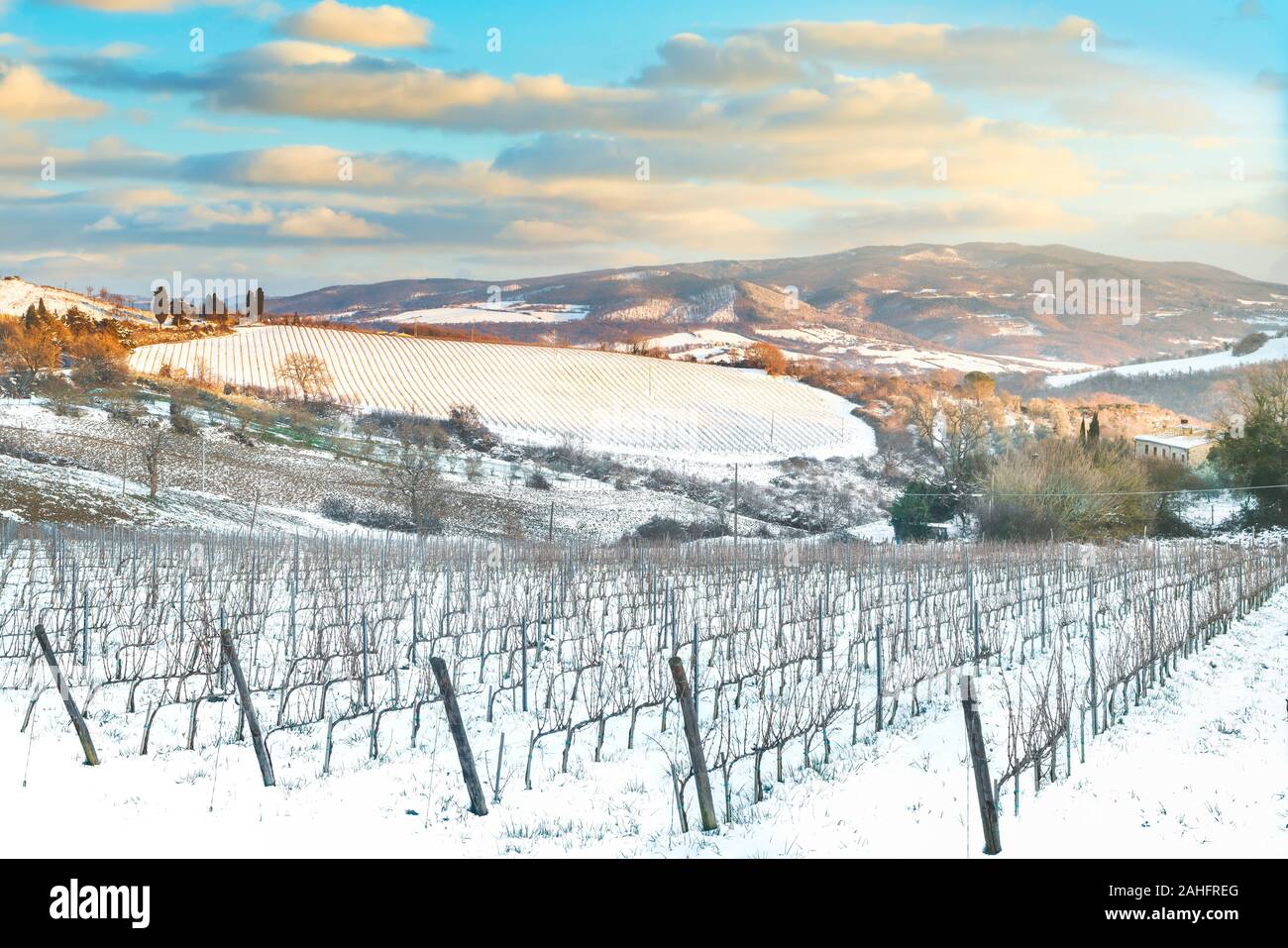 Les rangées de vignes couvertes de neige en hiver au coucher du soleil. La campagne de la région de Chianti, Sienne, Toscane, Italie Banque D'Images