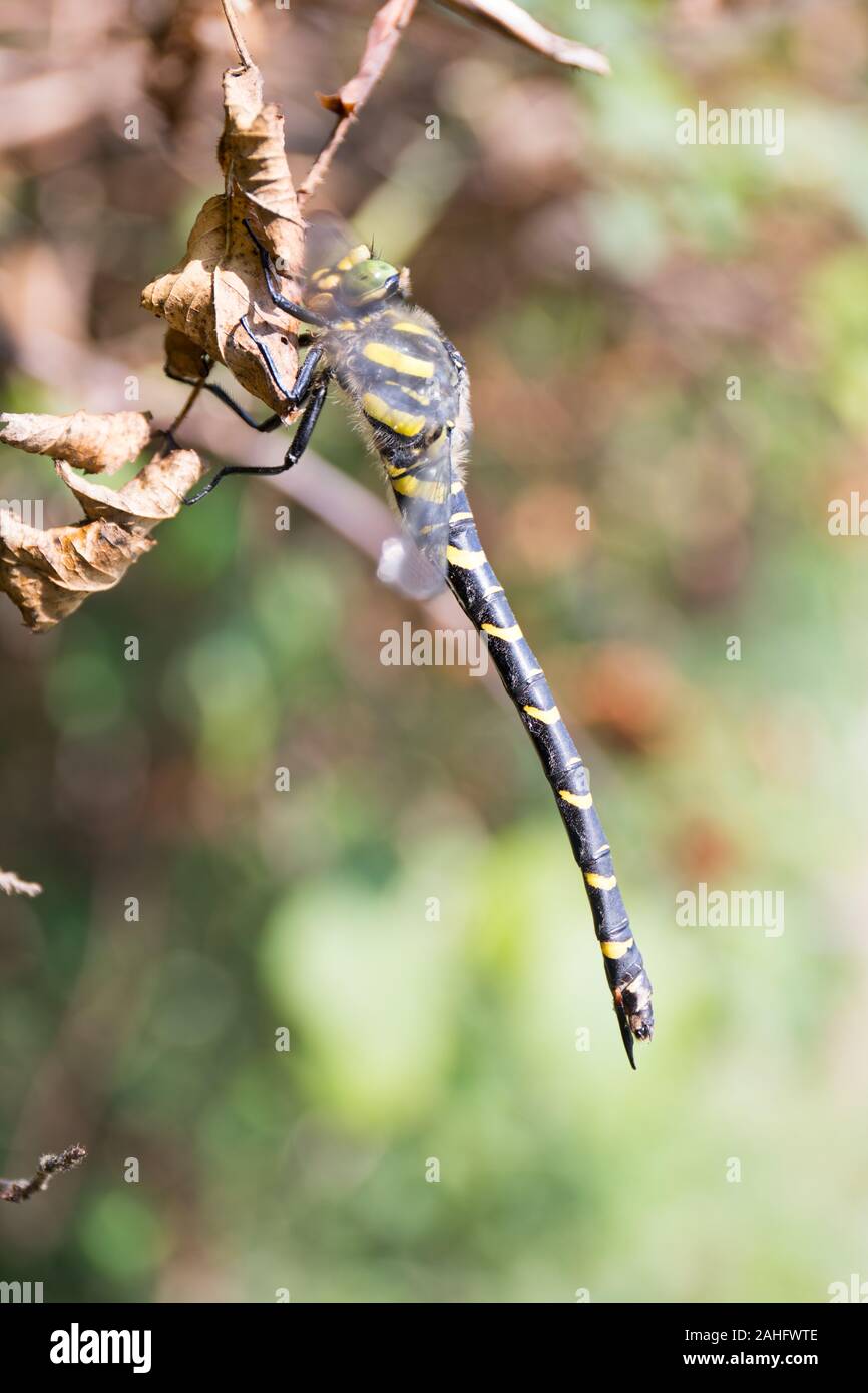 Golden-ringed dragonfly (Cordulegaster boltonii) photographié au Lac de Garde, Italie Banque D'Images