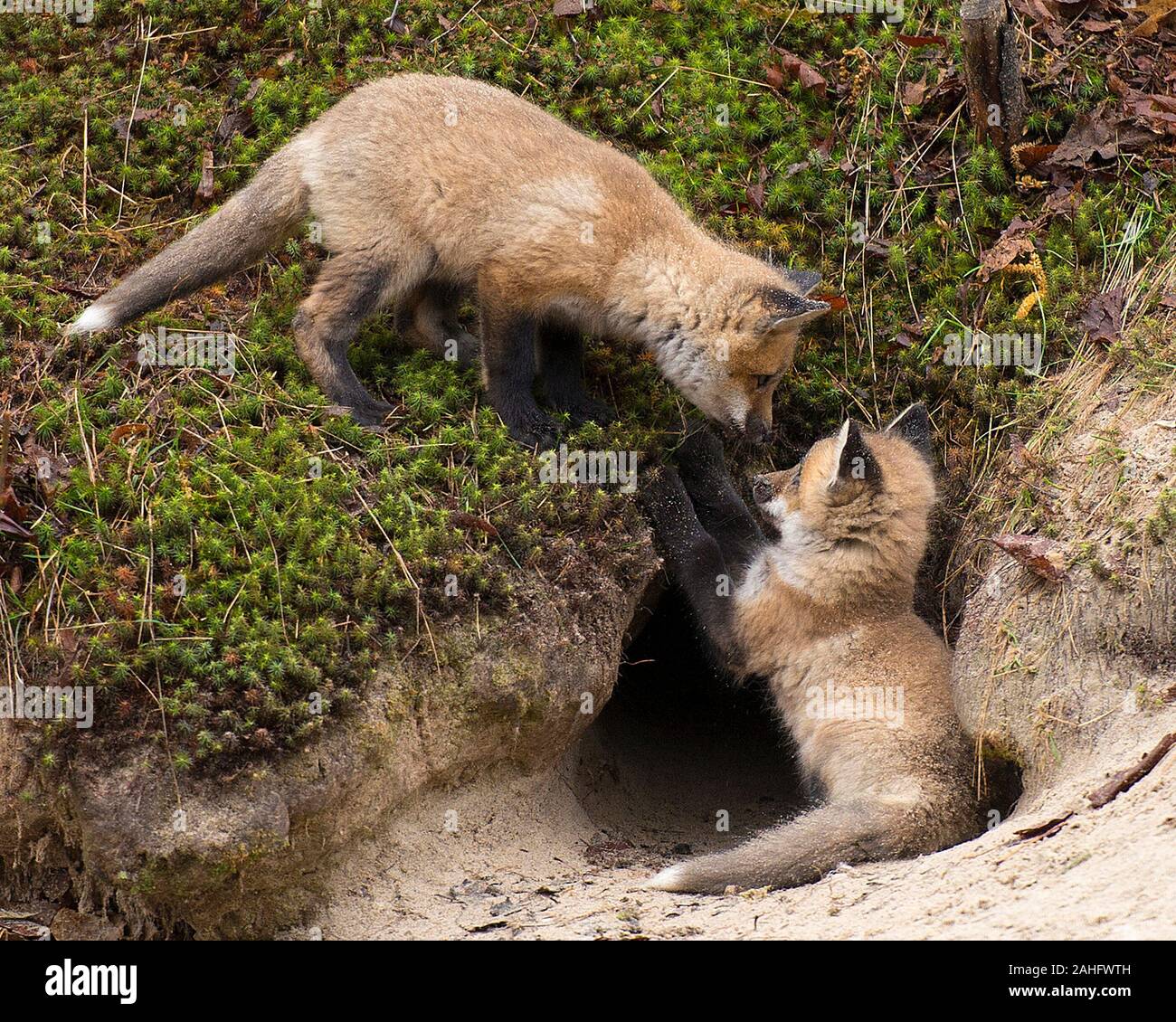 Red Fox bébé animal renards nains close-up Vue de profil dans la forêt par leurs den burrow entouré par moss et sable de jouer et de câlins dans leur surro Banque D'Images