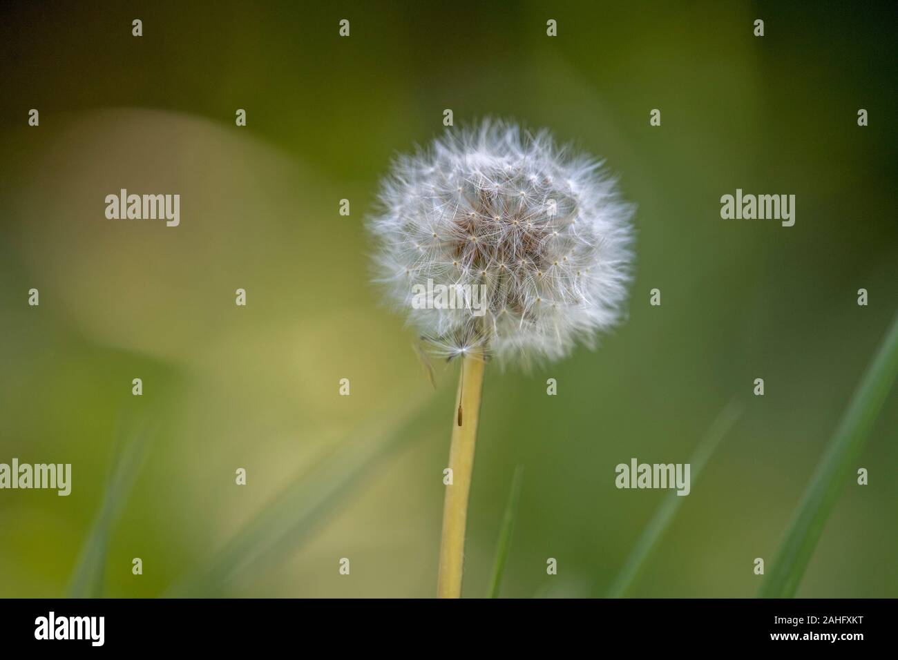 Graines de pissenlit Taraxacum-. Banque D'Images