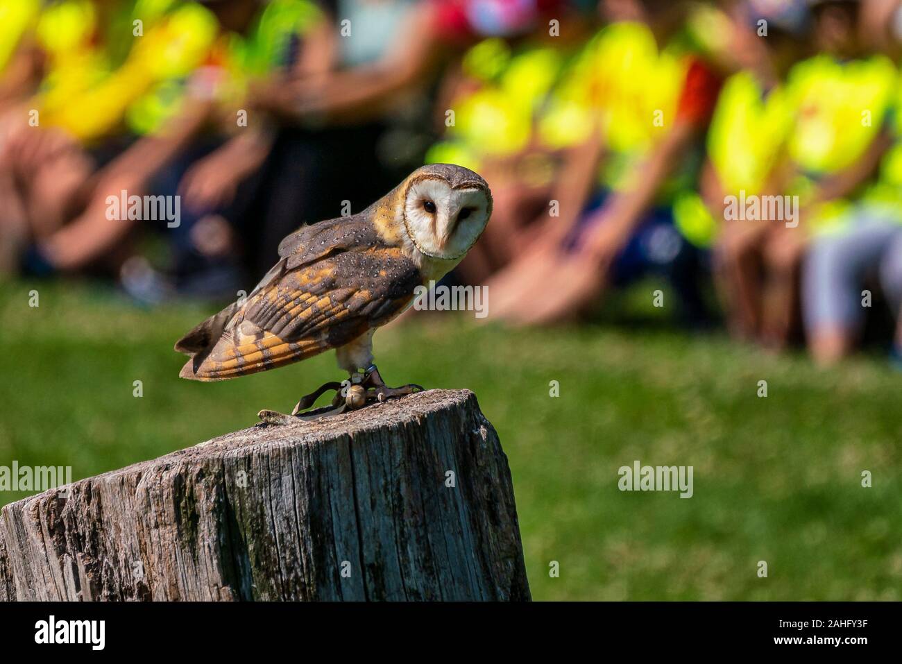 L'ouest de l'effraie des clochers, Tyto alba dans une nature park Banque D'Images
