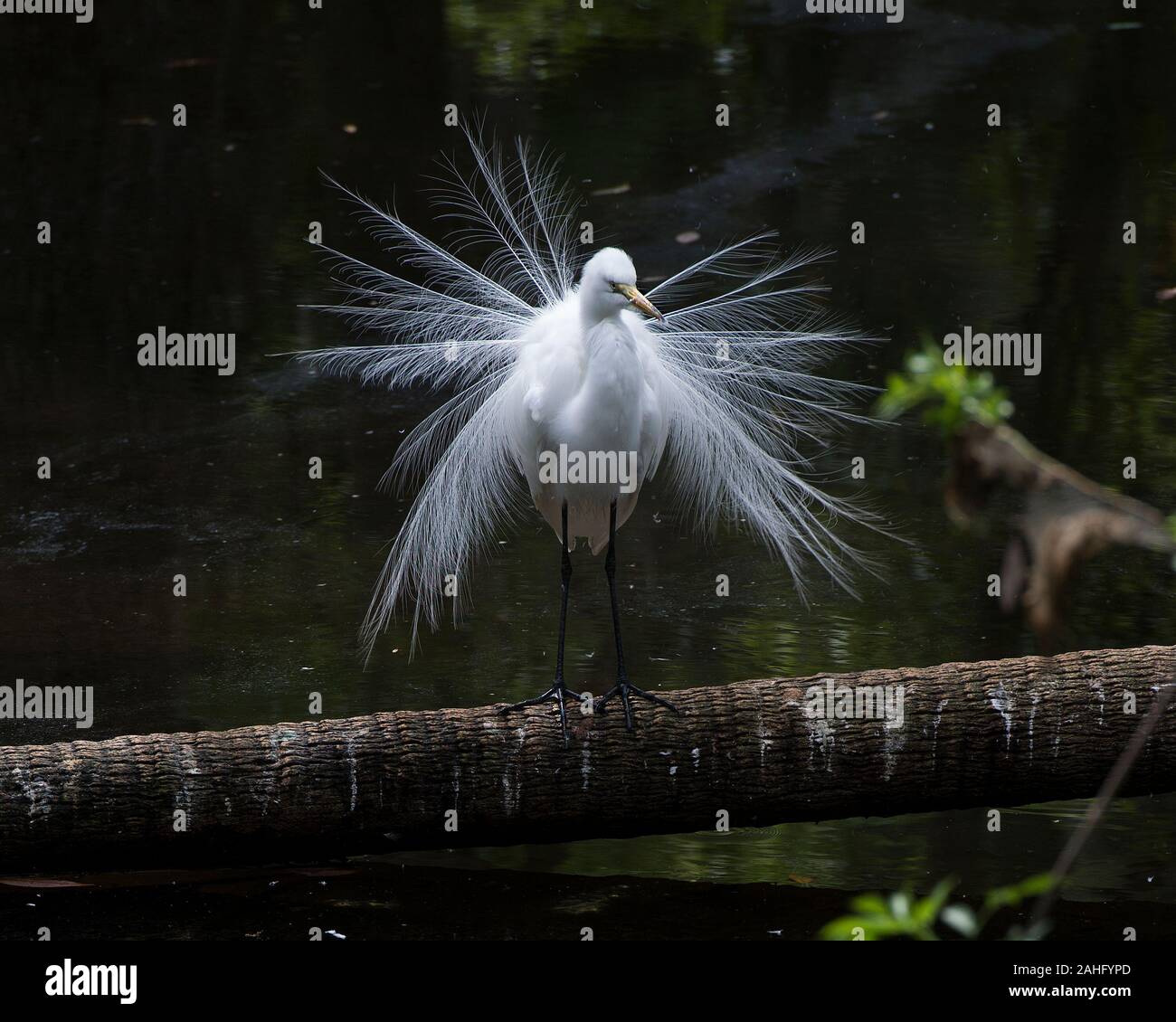 Grande Aigrette oiseau close-up Vue de profil par l'eau affichant son plumage blanc plumage, tête, yeux, bec, pattes noires, avec un contraste noir ba Banque D'Images