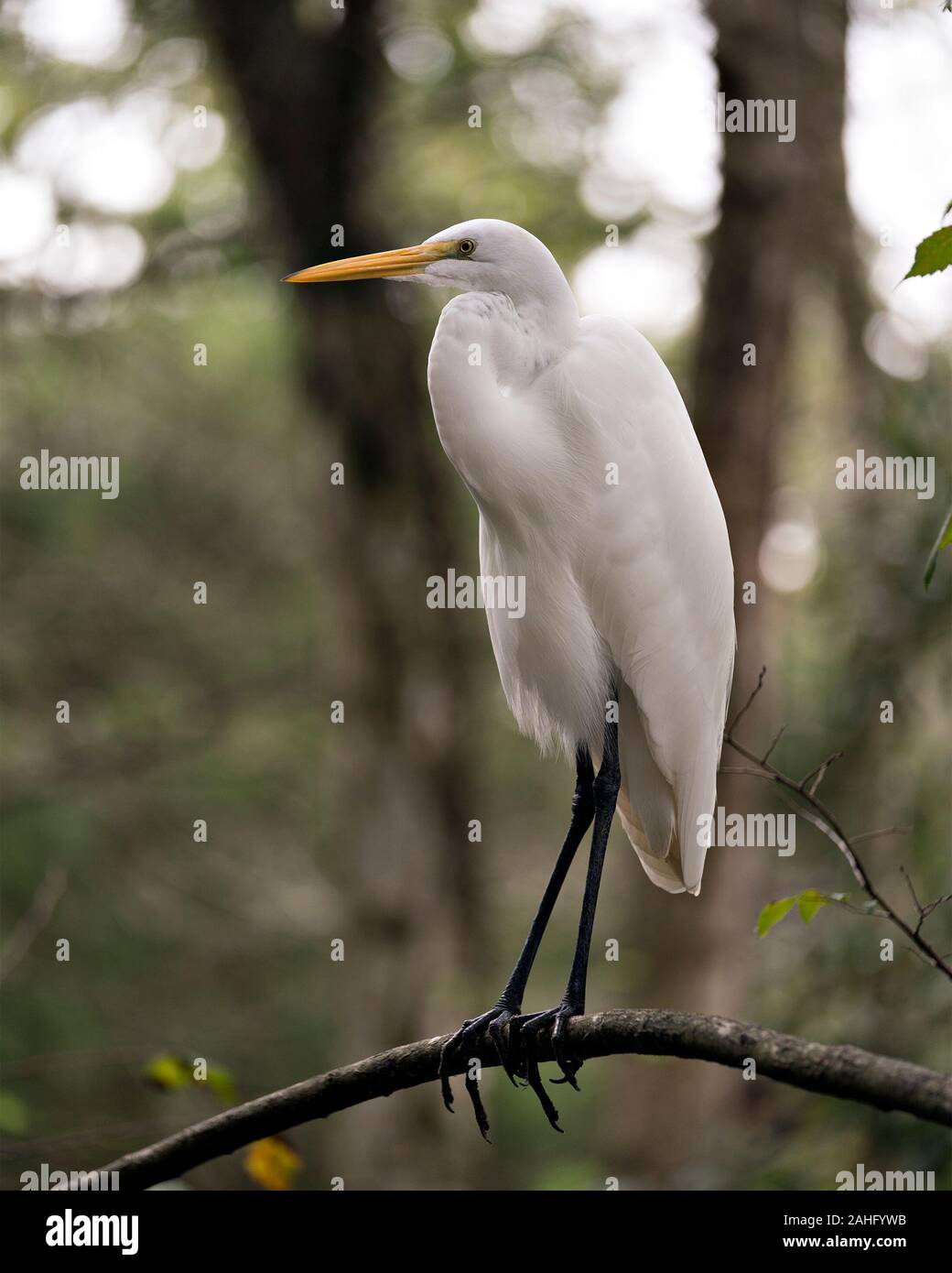 Aigrette blanche photo – Photo Cairns Gratuite sur