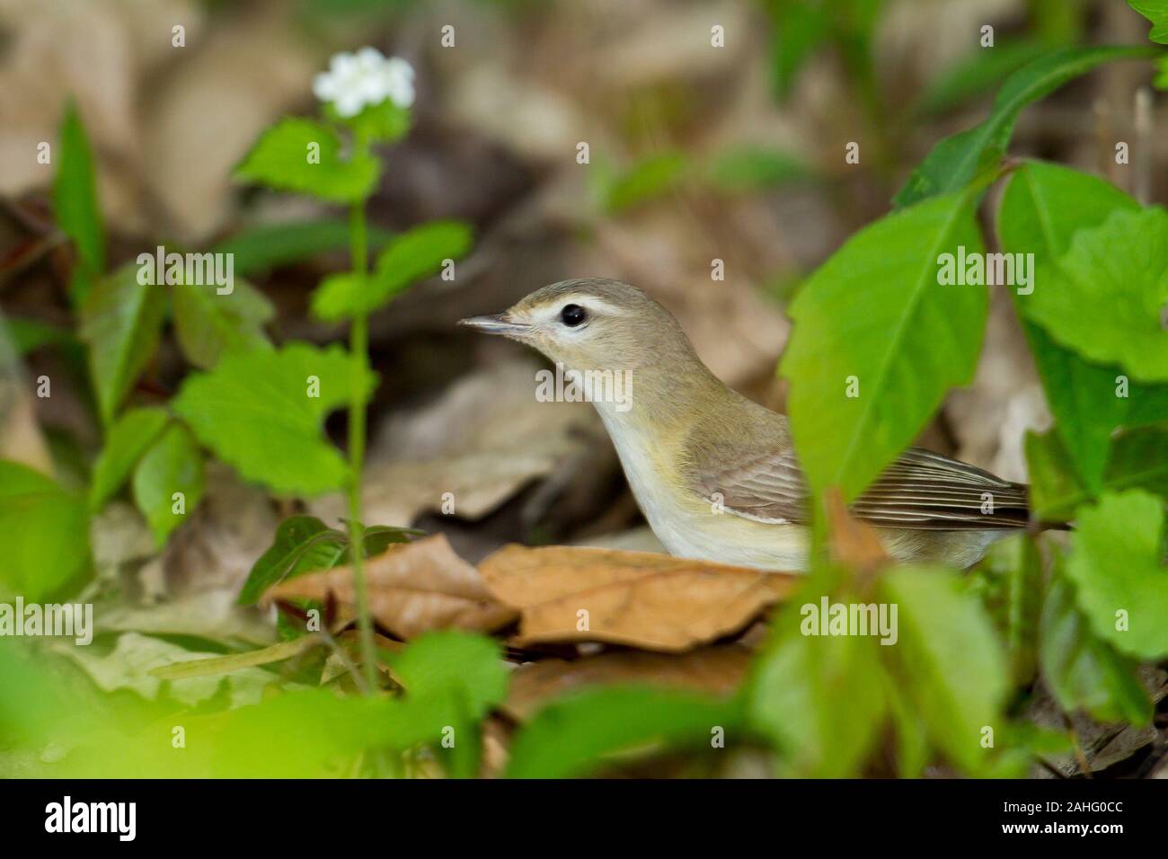 Le Viréo mélodieux (Vireo gilvus) sur le terrain de recherche de nourriture Banque D'Images