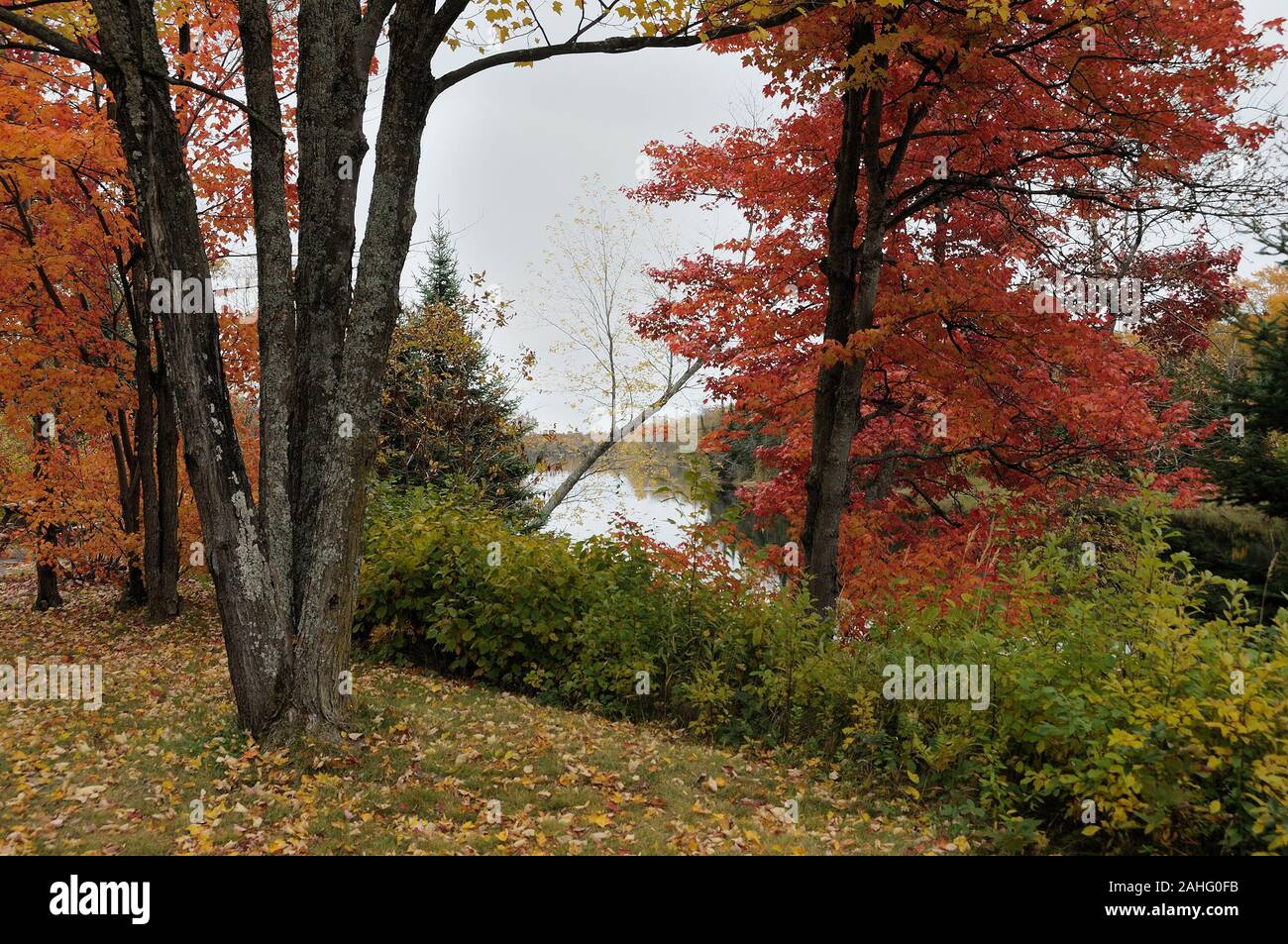 Paysage d'automne colorés avec scène montrant la nature arbres multicolores. Banque D'Images