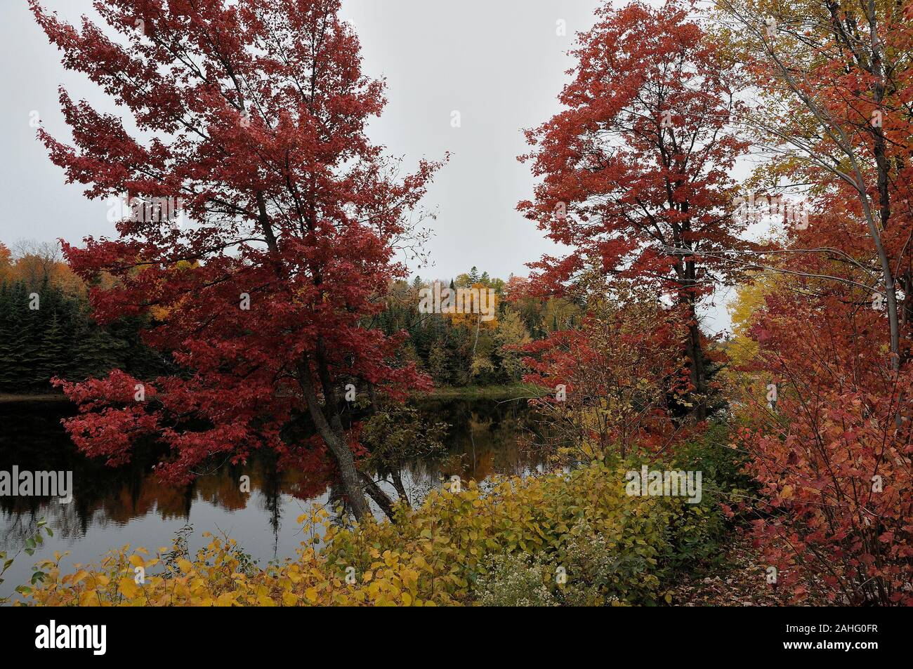 Décor de l'automne, les feuilles des arbres montrant et rivière, ciel. Et de l'arrière-plan les arbres colorés. Banque D'Images