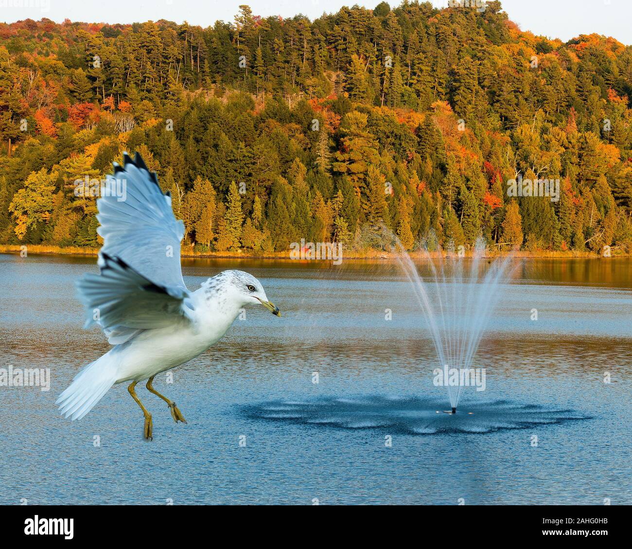 Oiseau mouette voler au-dessus de l'eau dans la saison d'automne avec un affichage d'arrière-plan les arbres multicolores plumes blanches plumage, tête, bec, oeil, pieds, blanc pl Banque D'Images
