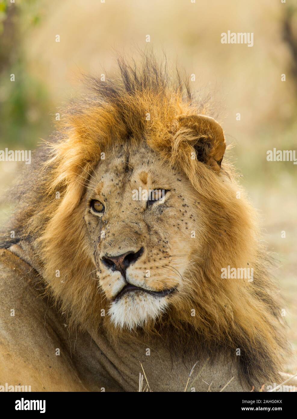 Lion (Panthera leo). Mâle adulte Banque D'Images