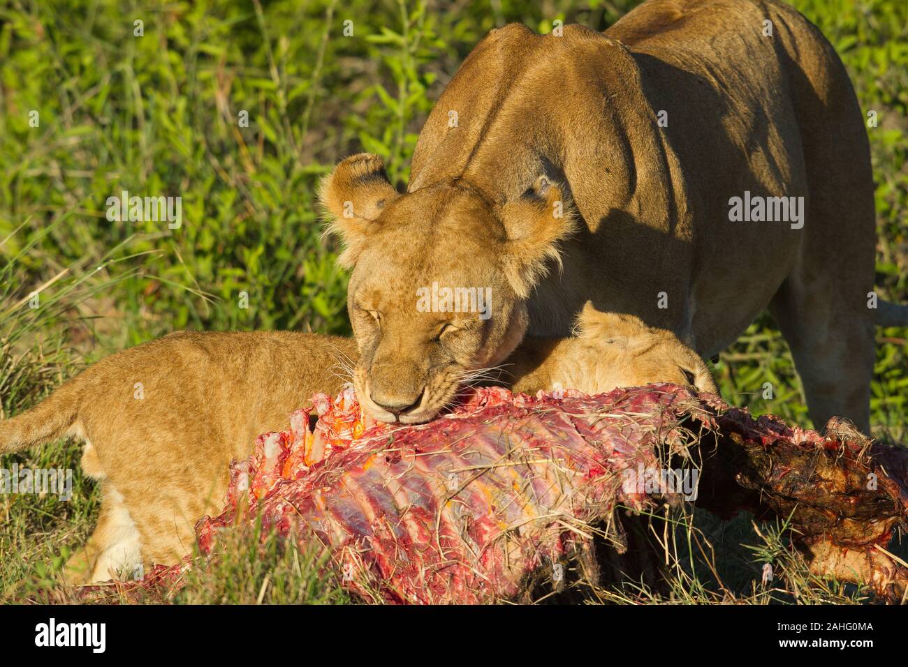 Lion (Panthera leo). Lionne sur un kill. Banque D'Images