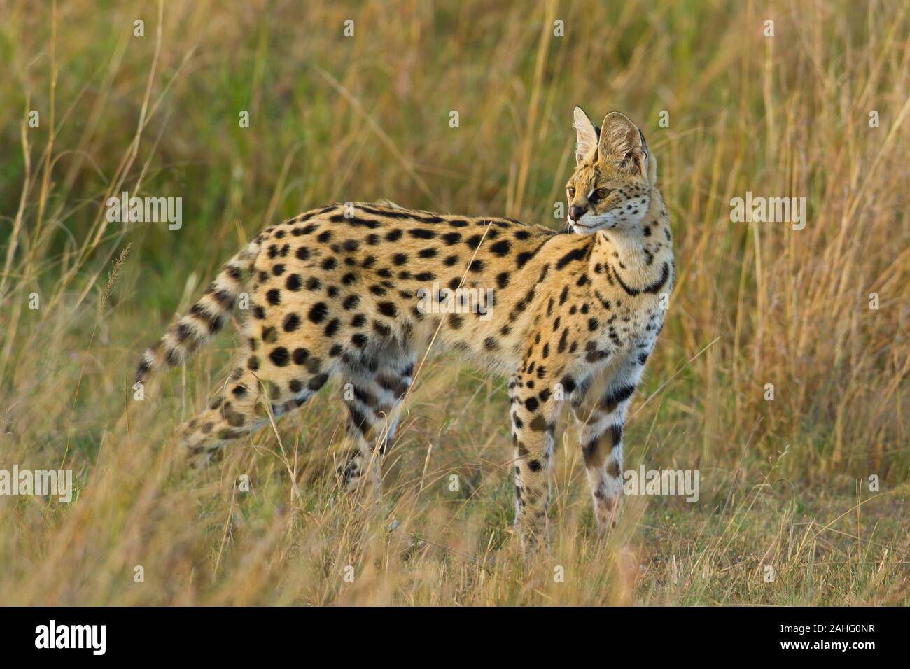 Serval (Leptailurus serval) Banque D'Images