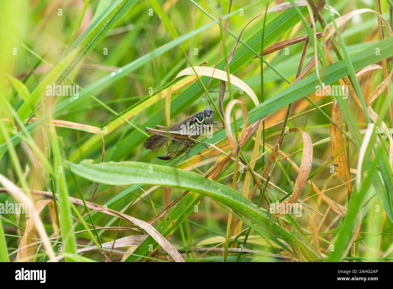 Roesel's Bush-cricket (Metrioptera roeselii) sur une réserve naturelle dans le Herefordshire, août 2019 Campagne britannique Banque D'Images