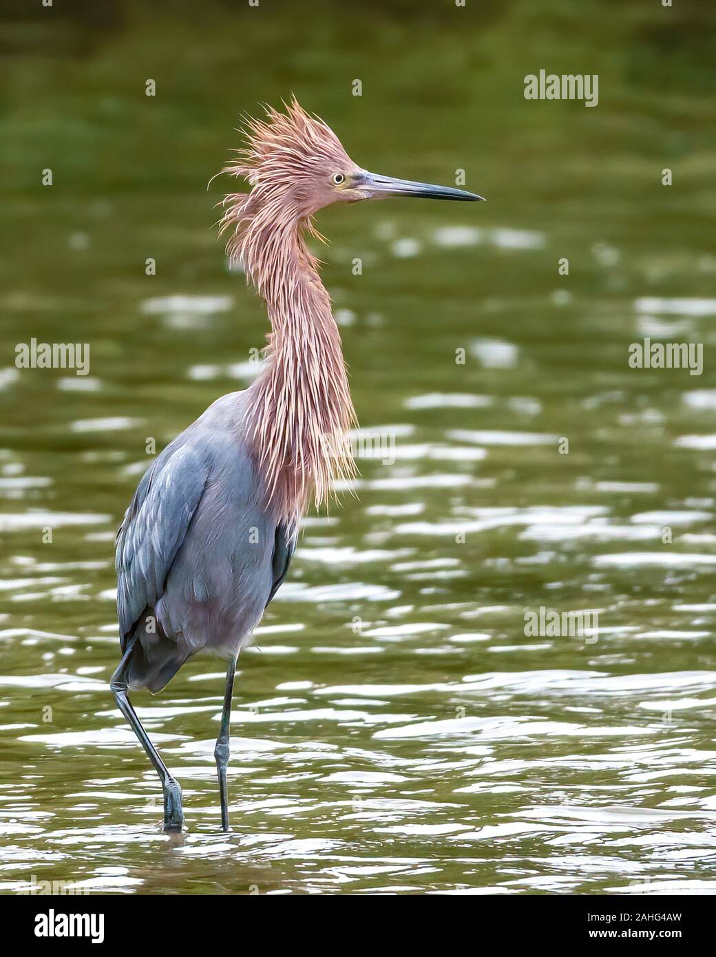 Aigrette rougeâtre en débourrant ses plumes le long du littoral du golfe du Mexique Banque D'Images