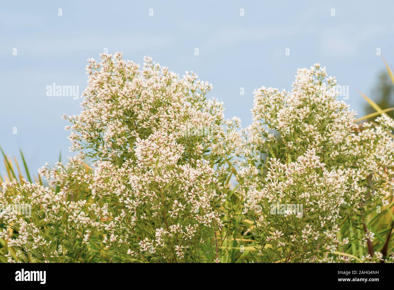 Bande de petits blancs fleurs sauvages - Floride, États-Unis Banque D'Images