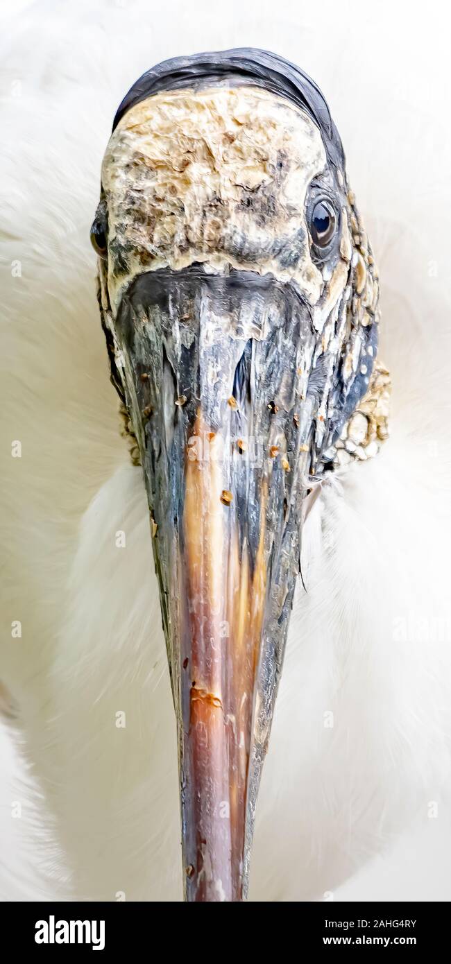 Close up d'un visage et le haut du 32034 Fernandina Beach bill Banque D'Images