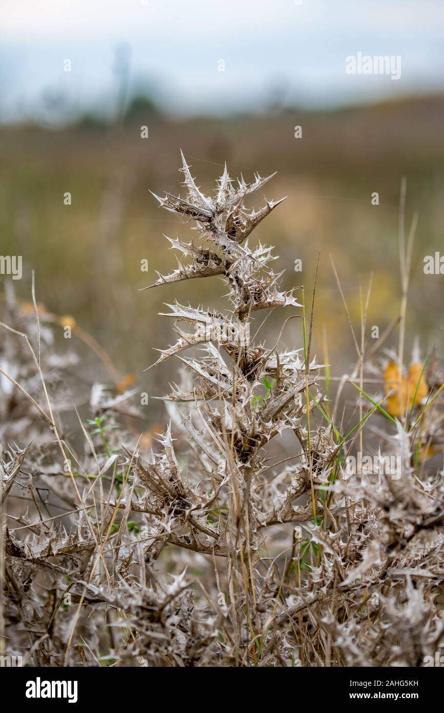Belle figue sèche la tige et les feuilles de chardon, nom latin Onopordum acanthium. Photographié dans nuageux jour d'automne dans la vallée de la rivière Maritsa, près de Dimitrovgrad, la Bulgarie, l'arrière-plan flou Banque D'Images