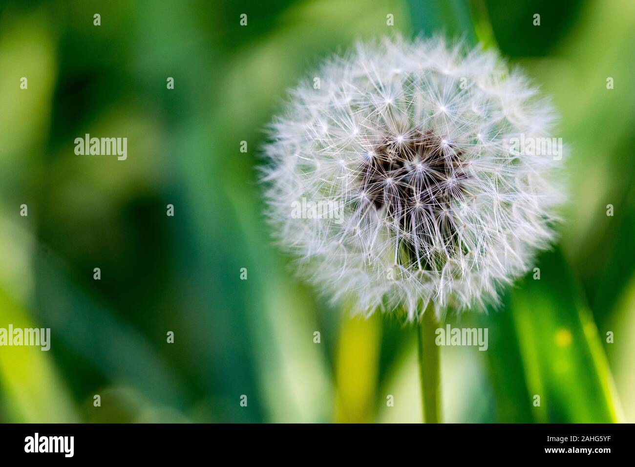 Faites un voeu ! Banque D'Images