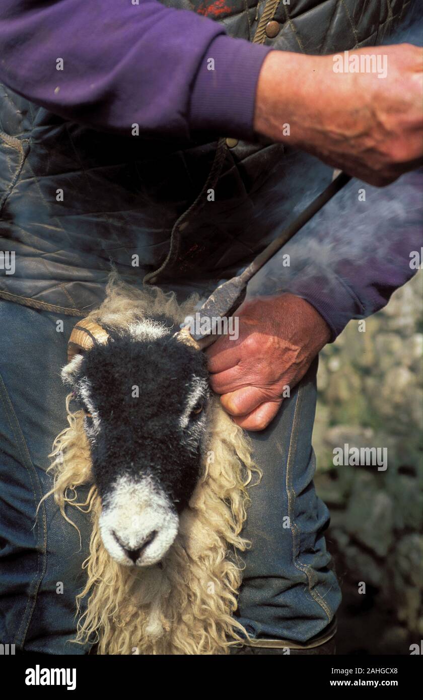 Une marque klaxon berger brebis swaledale ferme sur une colline. , Cumbria (Royaume-Uni) Banque D'Images