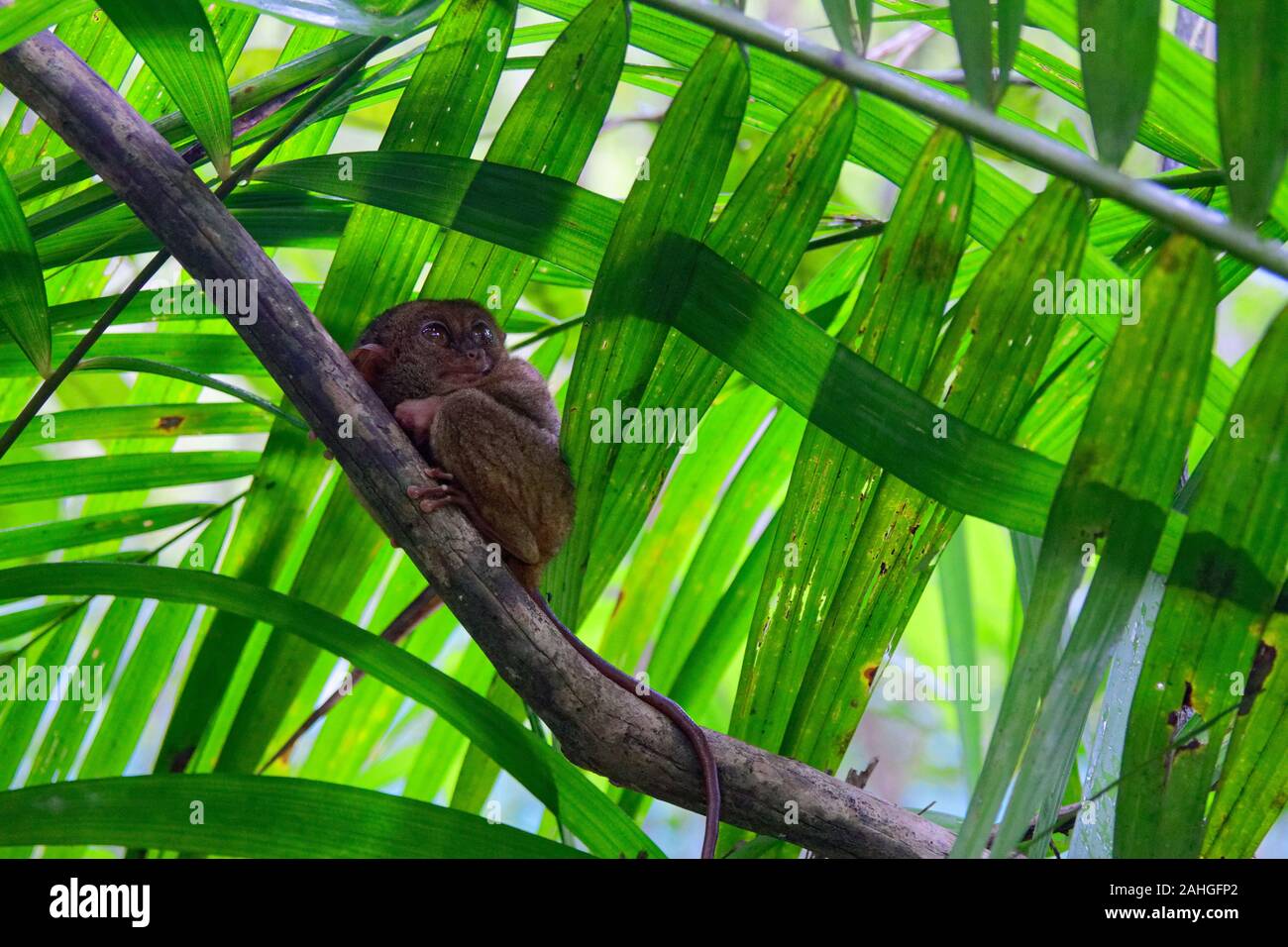 De grands yeux syrichta tarsier mignon assis sur le service dans le cadre de feuilles vertes Banque D'Images