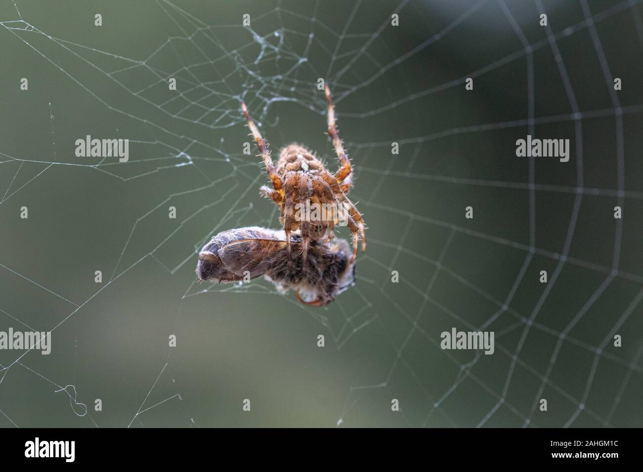 Une araignée des jardins (UK) dans un site web avec une guêpe il a capturé comme proie. La guêpe est encastré dans la soie. Banque D'Images