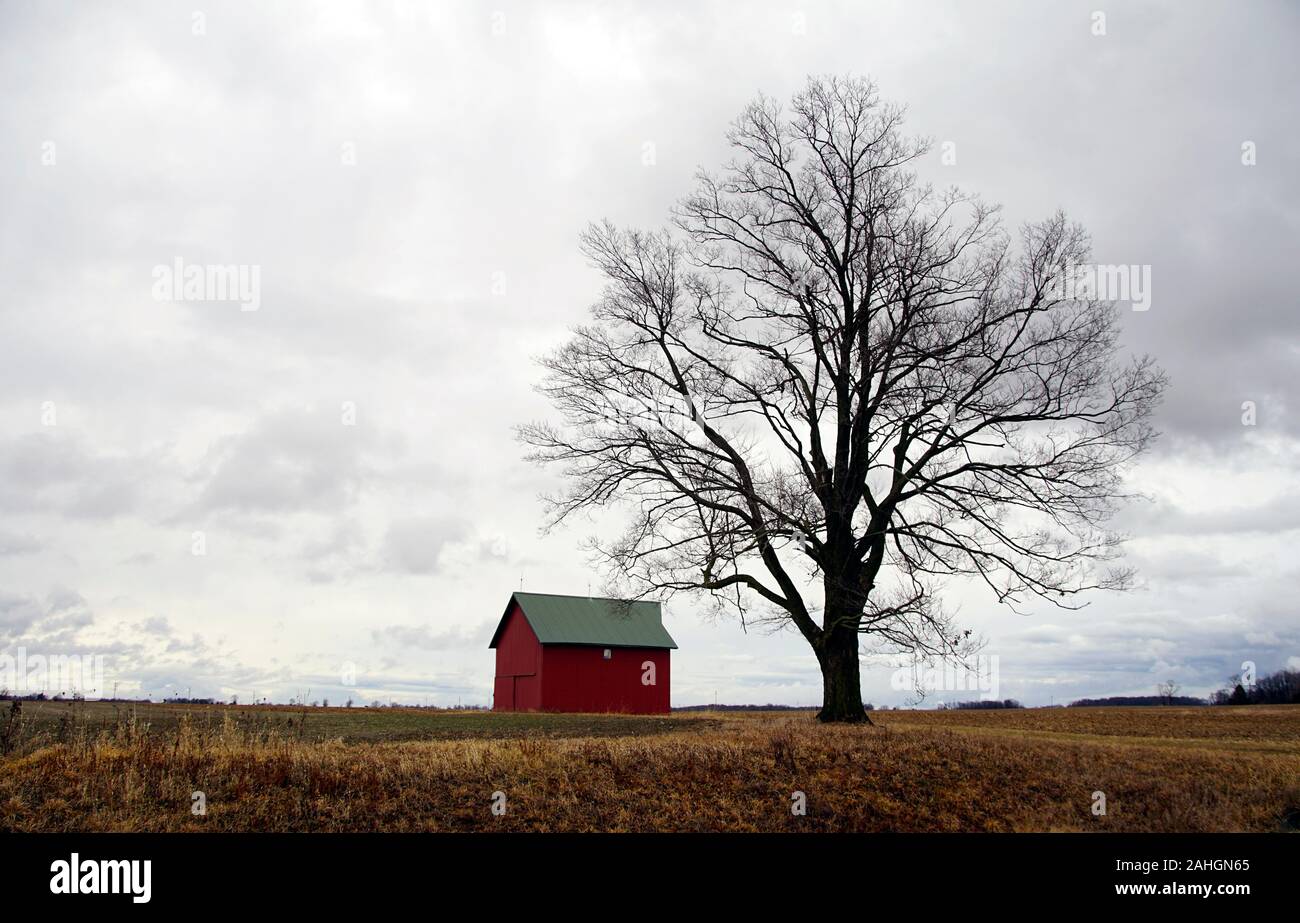 Une petite grange rouge est assis à côté d'un grand arbre dans les champs au cours d'une journée d'hiver exceptionnellement doux en Indiana. Banque D'Images