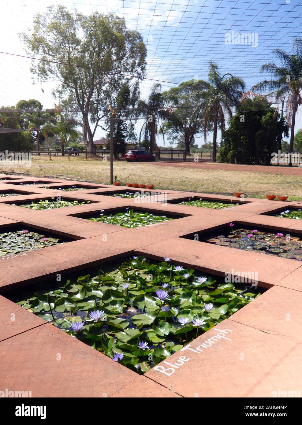 Water Lily farm, Swan Valley, Perth, Australie occidentale. Pas de PR Banque D'Images
