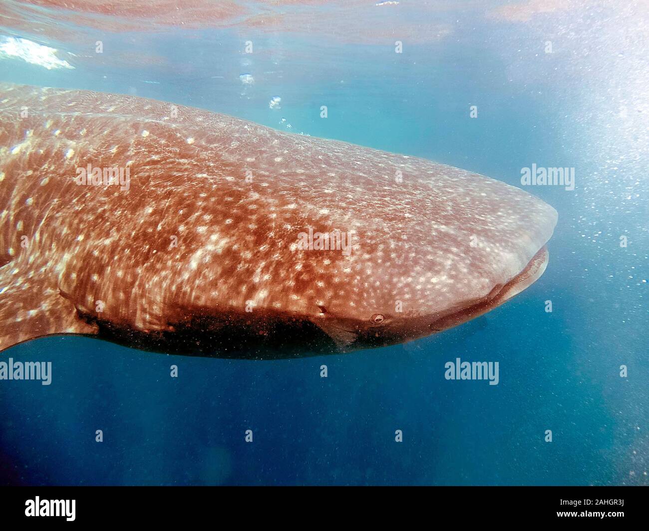 Un requin-baleine (Rhincodon typus) se nourrissant de plancton Banque D'Images